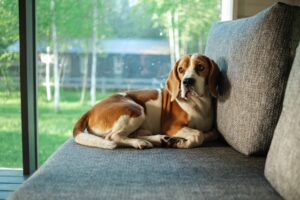 ソファーの上でくつろぐ犬