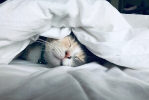 布団の中の猫